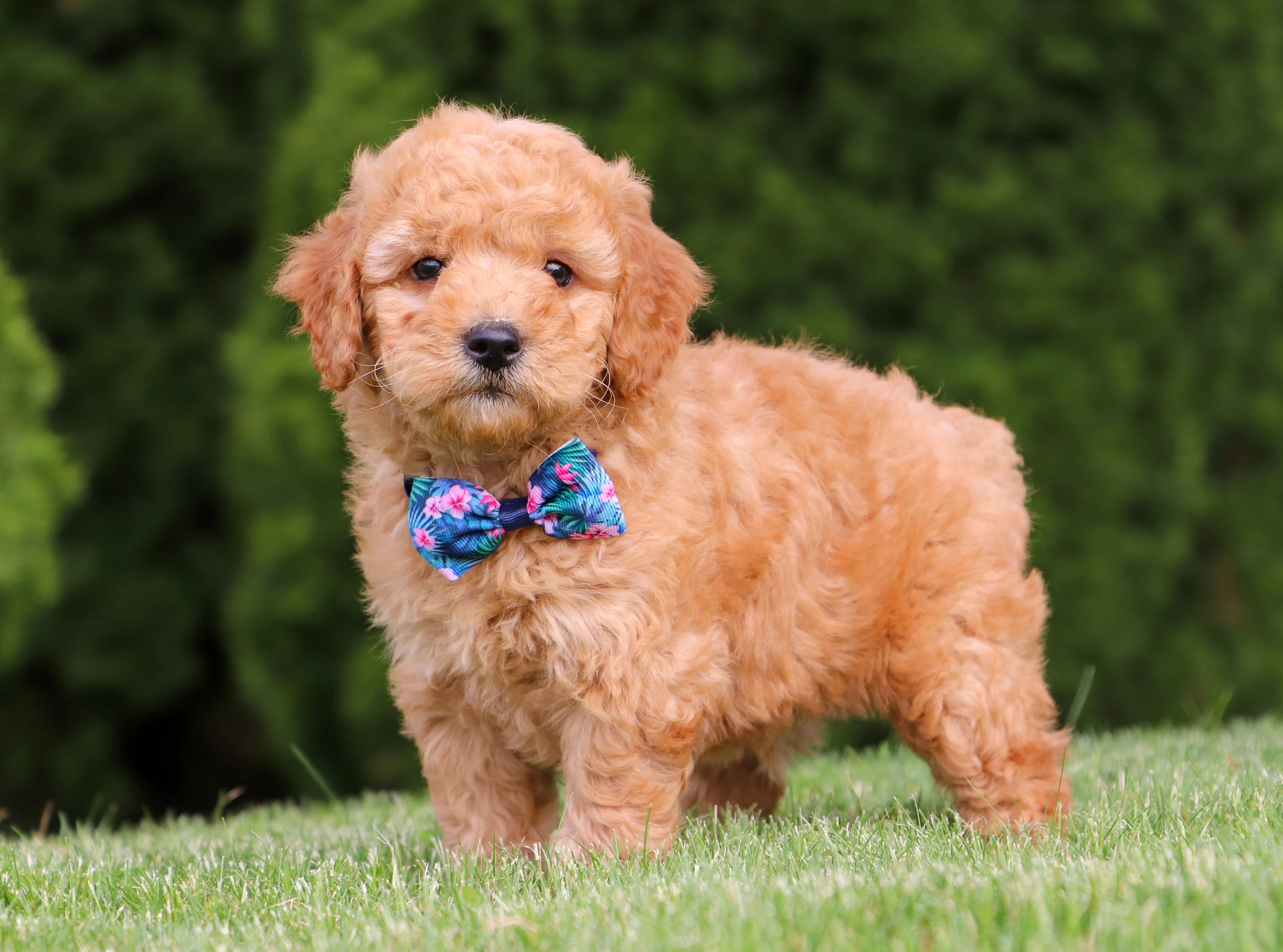 Daisy — Cavapoo puppy
