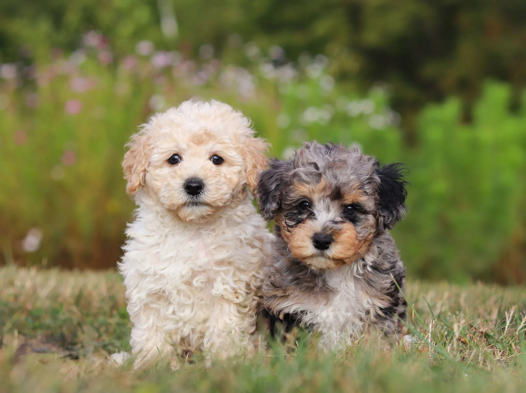 Poodle puppies